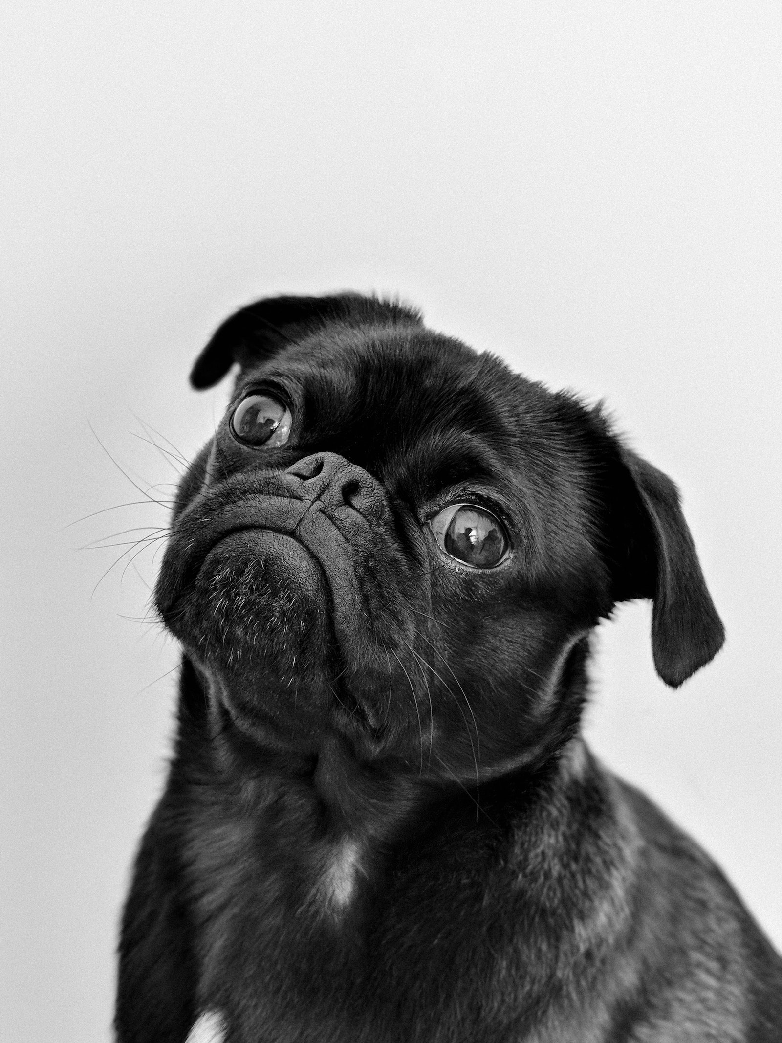 Immagine di un cane